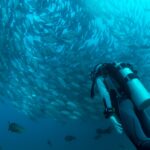 scuba diver watching school of gray fish underwater